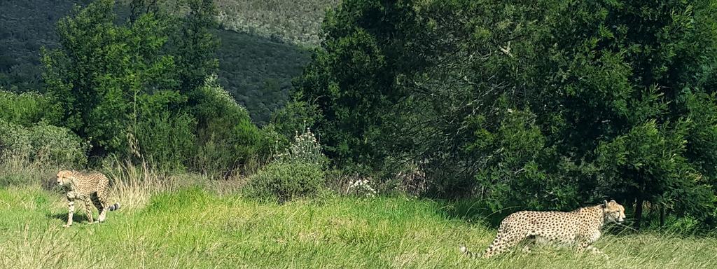 Plettenberg Bay Game Reserve: The Baroness Safari Lodge Exterior foto