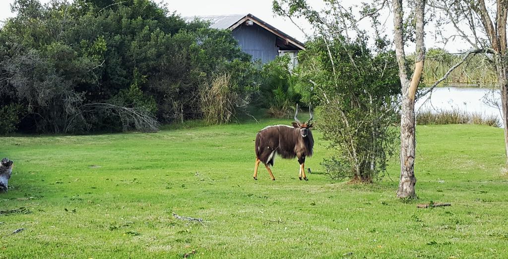 Plettenberg Bay Game Reserve: The Baroness Safari Lodge Exterior foto