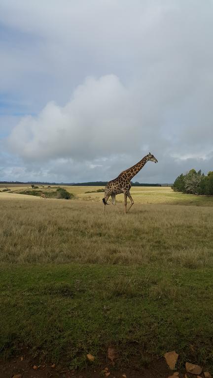 Plettenberg Bay Game Reserve: The Baroness Safari Lodge Exterior foto