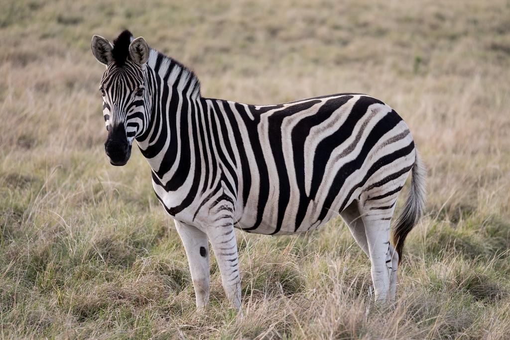 Plettenberg Bay Game Reserve: The Baroness Safari Lodge Exterior foto