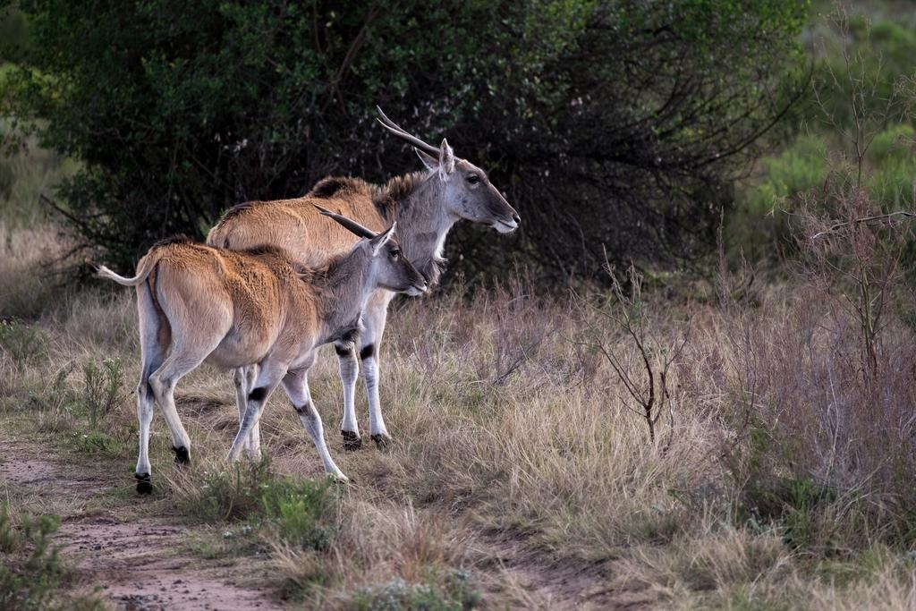 Plettenberg Bay Game Reserve: The Baroness Safari Lodge Exterior foto