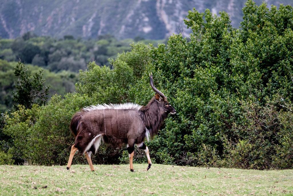 Plettenberg Bay Game Reserve: The Baroness Safari Lodge Exterior foto